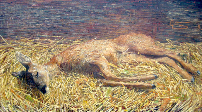 ciervo-muerto