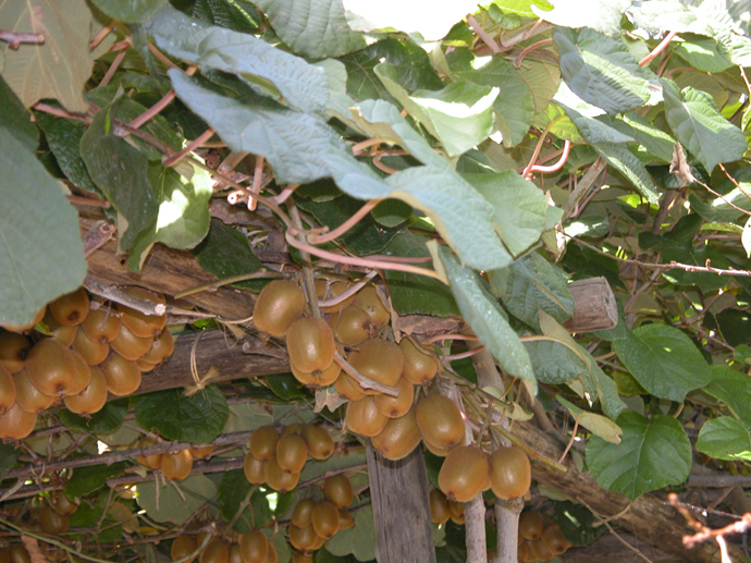 Kiwi detalle